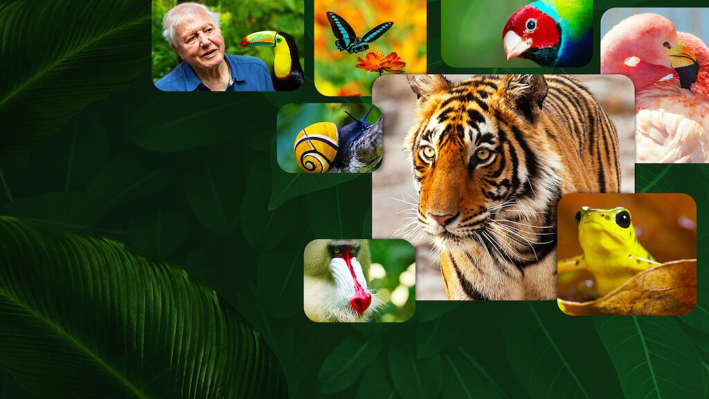 Das Leben In Farbe Mit David Attenborough Netflix Offizielle Webseite