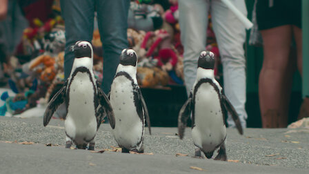 ペンギン タウン Netflix ネットフリックス 公式サイト