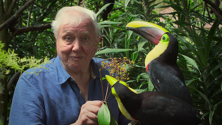 Das Leben In Farbe Mit David Attenborough Netflix Offizielle Webseite