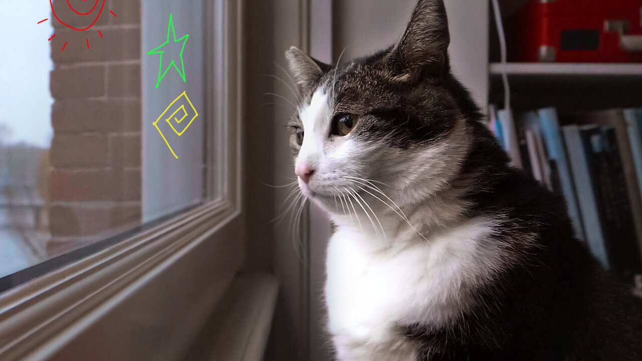 Kitty Love An Homage To Cats Netflix Official Site Kitty Love An Homage To Cats Netflix Official Site