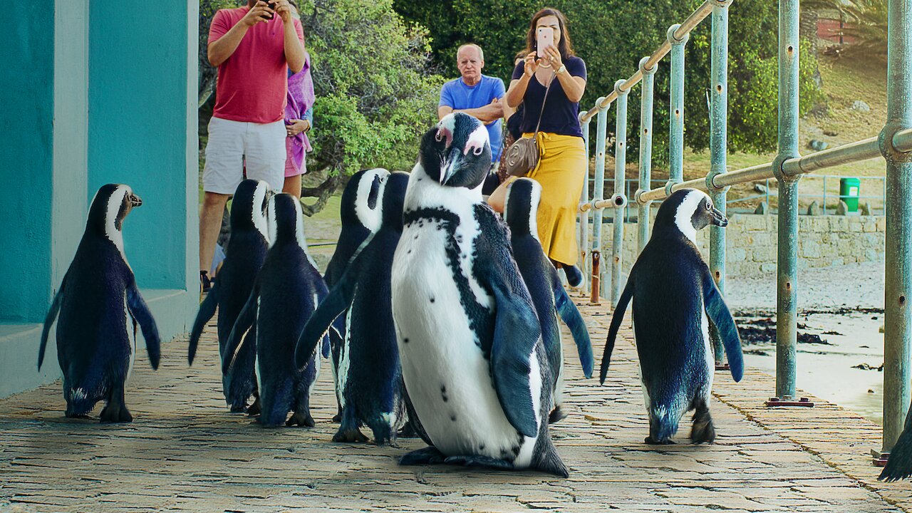 ペンギン タウン Netflix ネットフリックス 公式サイト